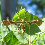 Famille Pterophoridae: Papillons de nuit aux ailes en forme de plumes